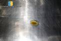 316 stainless steel drageer