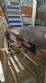 TecnoEnvase TAG 5000 stainless steel vibratory cap feeder and orienter